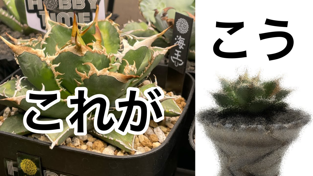 アガベ】陶器鉢に植えたらカッコよすぎ【海王】 - YouTube