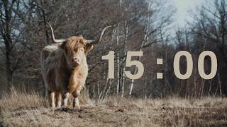 15 Minute Classroom Timer with Country Western Music | Peaceful Highland Cow | Study & Quiz Timer