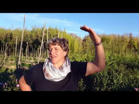 Video: Rose Of Sharon Bush - Scopri di più sulla coltivazione di Rose Of Sharon