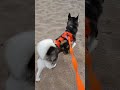 Indiana Dunes Fall Hiking