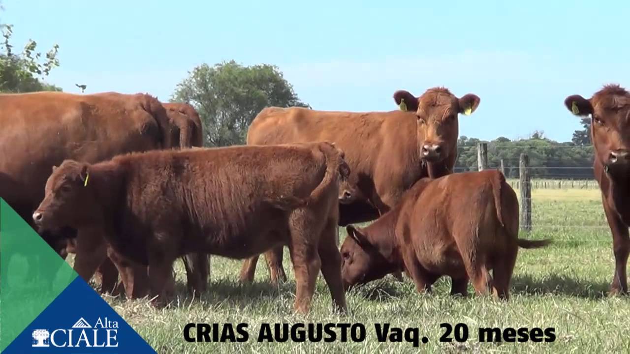 CIALE Alta Toro Augusto, Angus Colorado, producción alta mar รีวิว