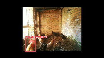 Chicken Identification System using AI