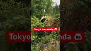 Panda eating video #japantrip traveljapan #visitjapan #explorejapan Tokyo #japanphoto