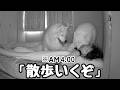 毎朝早朝の散歩アピールが止まらないサモエド兄妹がかわいすぎました…