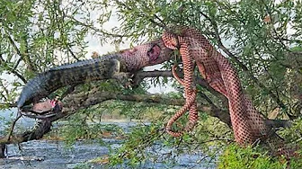 Crocodile Messed With The Wrong Snake, Wild Animals Attack thumbnail