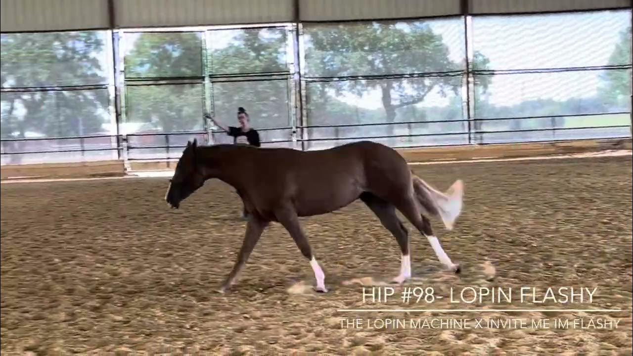 Hip 98 NSBA Yearling Sale Lopin Flashy AQHA/APHA (The Lopin Machine x