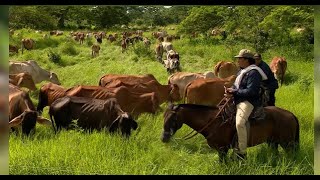 ROTACIÓN HOLÍSTICA DEL PASTOREO - La Finca de Hoy
