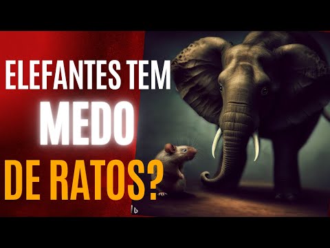 Vídeo: Por Que Os Elefantes Têm Medo De Ratos?