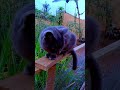 A minha esposa me deixou porque ,sou seguro,Não foi mal, ela só foi joga o lixo fora#