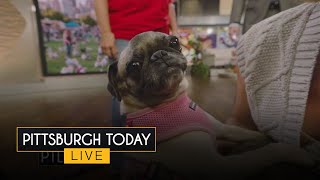 Pugfest returns to Pittsburgh!