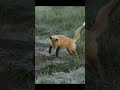 A young red fox kit practicing its hunting  pouncing skills on an old piece of fur