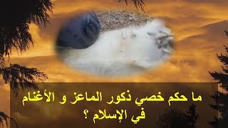 حكم خصي ذكور الماعز و الأغنام في الإسلام
