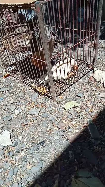 1st video -Ang Manok Kong sipunin