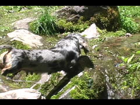 Fritzel Schnitzel Dachshunds 5 Flossie Silver Dapple Mini Long