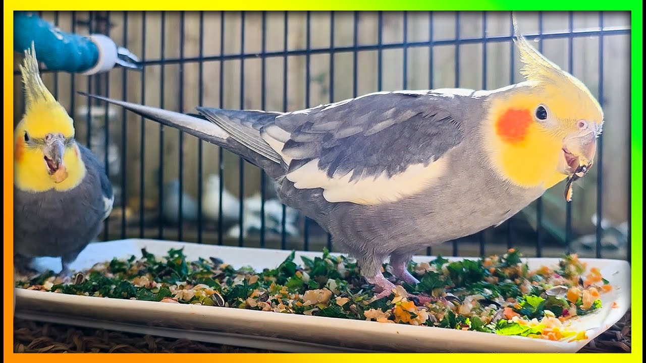 Healthy Chop & Snacks For Parrots | Cockatiels Eating Yummy Food