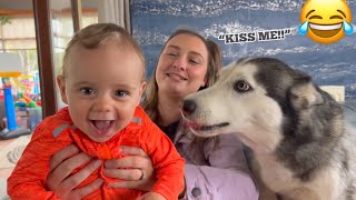 Over Excited Husky Cannot Contain Her Excitement With New Family Baby!  [CUTEST VIDEO EVER!!]