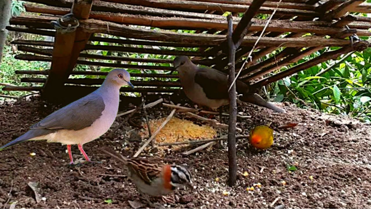 PEGANDO JURITI NA ARAPUCA #youtube, #viral, #trending, #explorepage #sitio