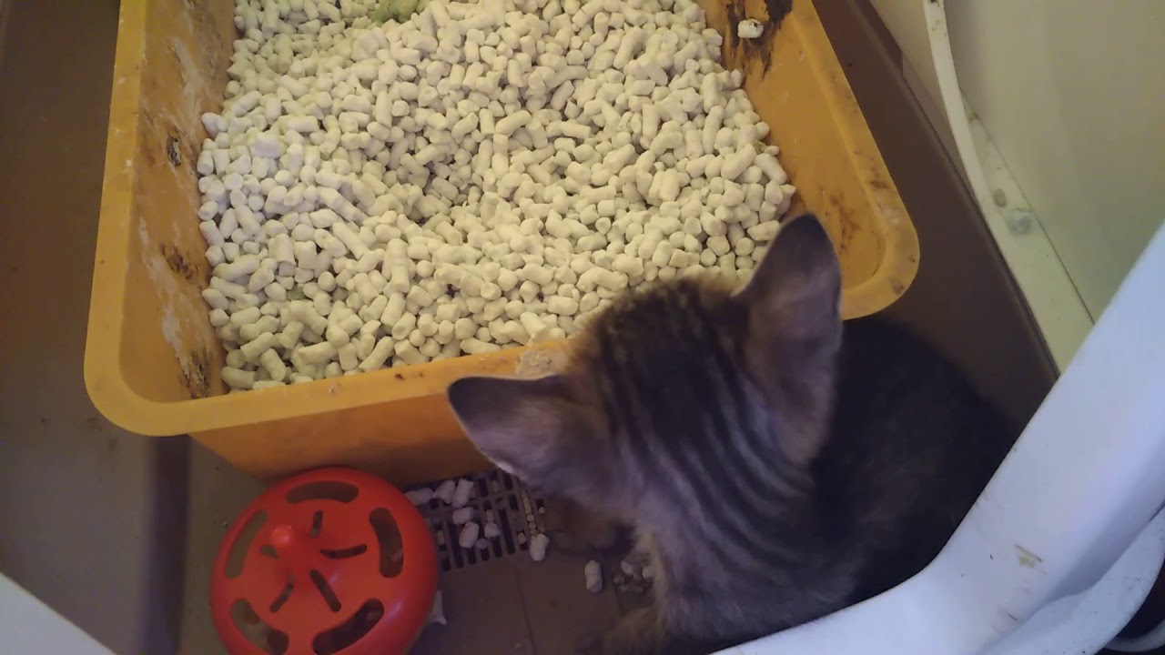 猫『トイレの砂を食べる神様くん』 YouTube
