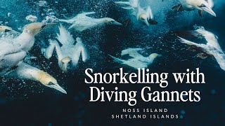 Snorkelling with diving gannets - Noss Island - Shetland Islands - Rebecca Douglas Photography
