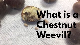 What are Chestnut Weevils and how to get rid of them