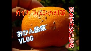 愛媛のみかん農家が教える カイガラムシの対策 マシン油 Vlog 21 2 9 Youtube