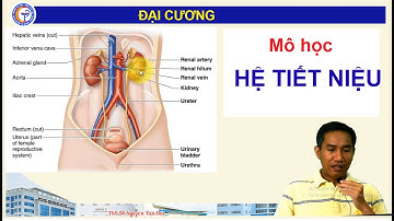 BÀI 10- LÝ THUYẾT - MÔ HỌC HỆ TIẾT NIỆU