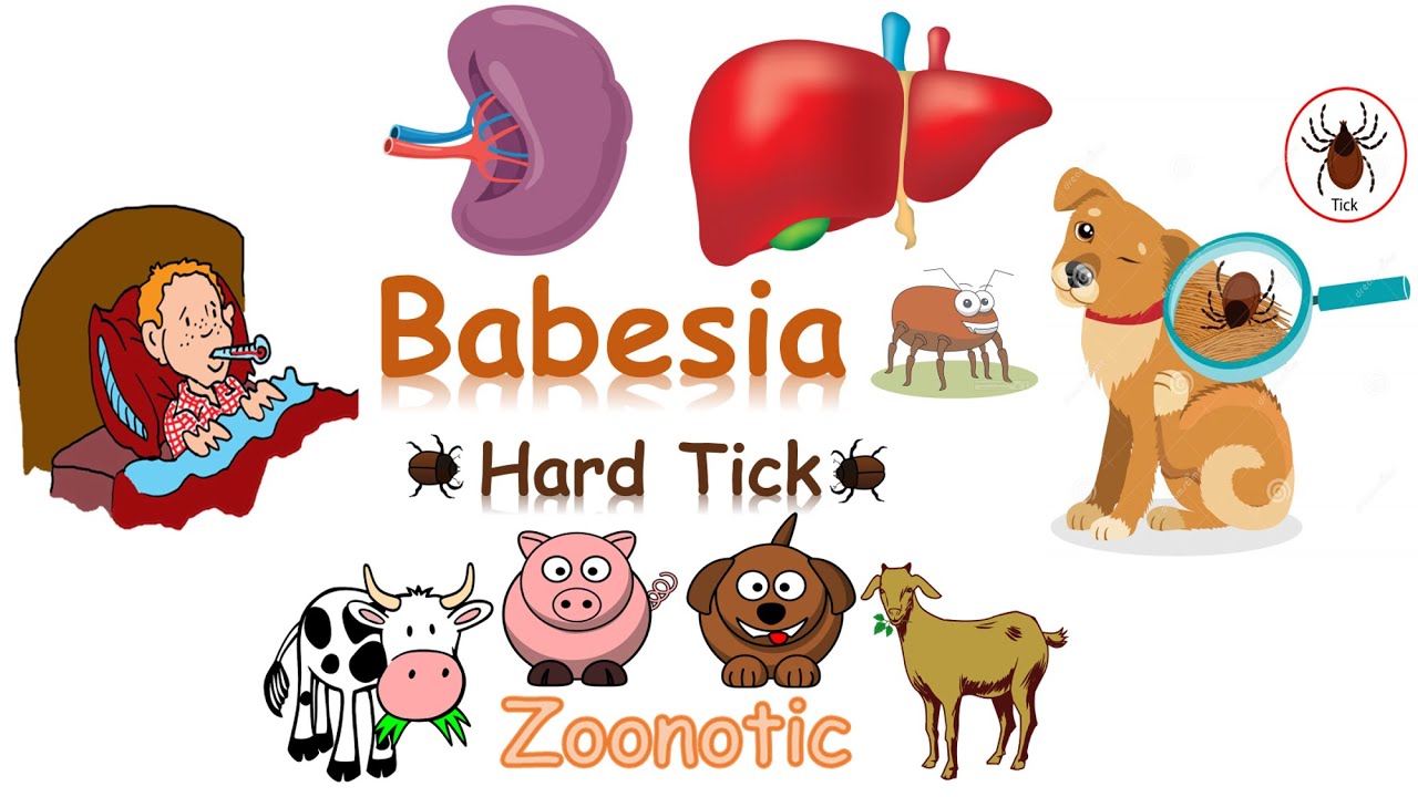 شرح Babesia