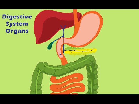 Learn Nutrition: Digestive SystemMedicineans