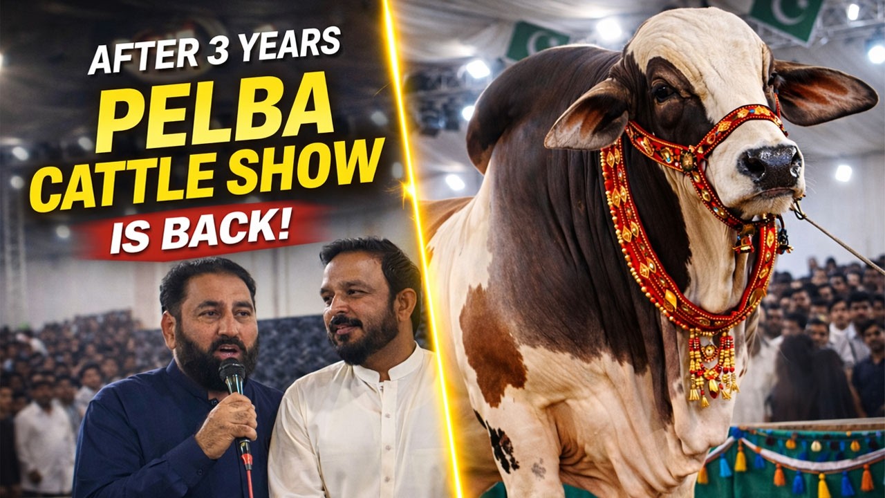 🚨 Срочная новость! Выставка скота в Пелбе 2026 😱 Наконец-то объявлено о проведении крупнейшей выс...