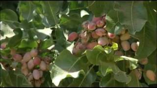 California Pistachios