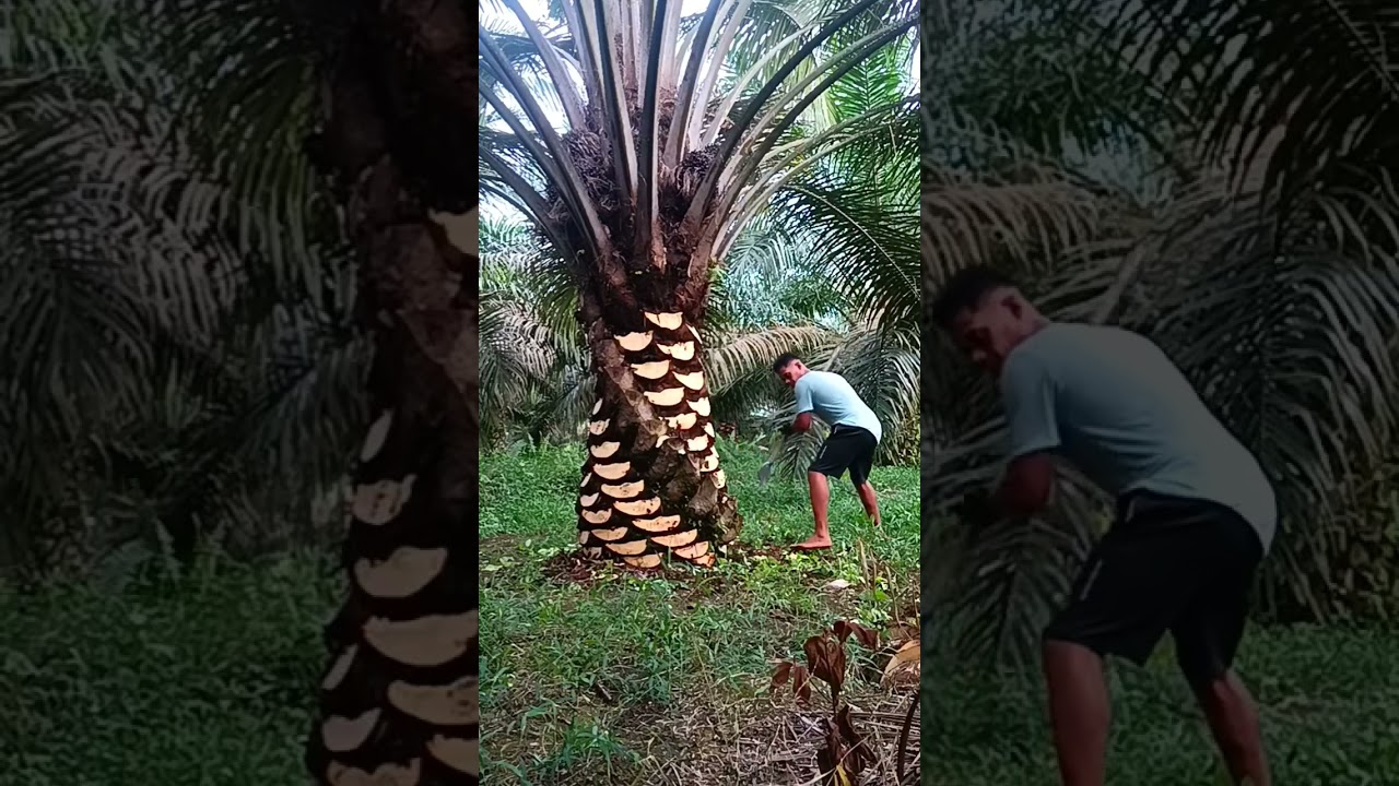 CARA PRUNING SAWIT AGAR BERBUAH LEBAT