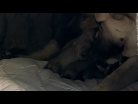 Beklenen süpriz oldu KATİL CORÇ VE ASYAN ın yavruları doğdu