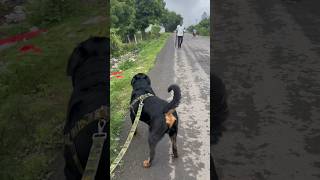 Y Rottweiler kya he#rottweilerthebruzzo9212 #rottweiler #dog #viral #shorts