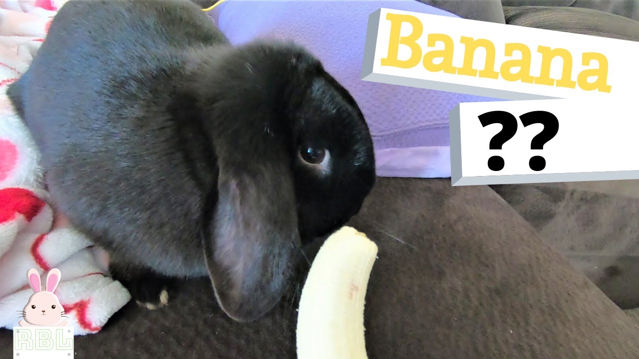 Attack of the Banana!! Will the Rabbit eat it?? YouTube