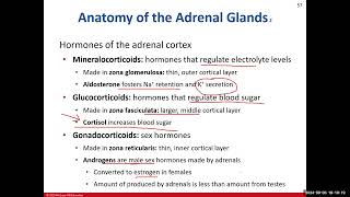 BIO 211 Lecture Chapter 17 Endocrine System Part 3
