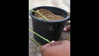 How To Cut Branch Trees With Onion Get Shorts Roots