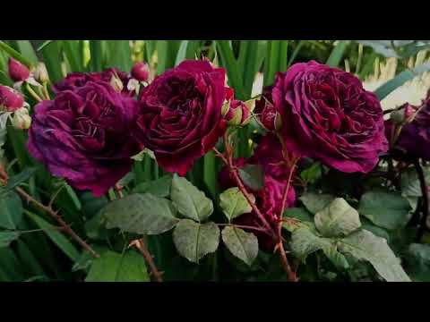 Rose supports in our garden. July 2025
