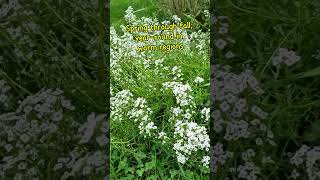 SweetAlyssum #sweetalyssum #lanct #zone6 #ihavethisthingwithplants #garden #lamvuonomy #flowergarden