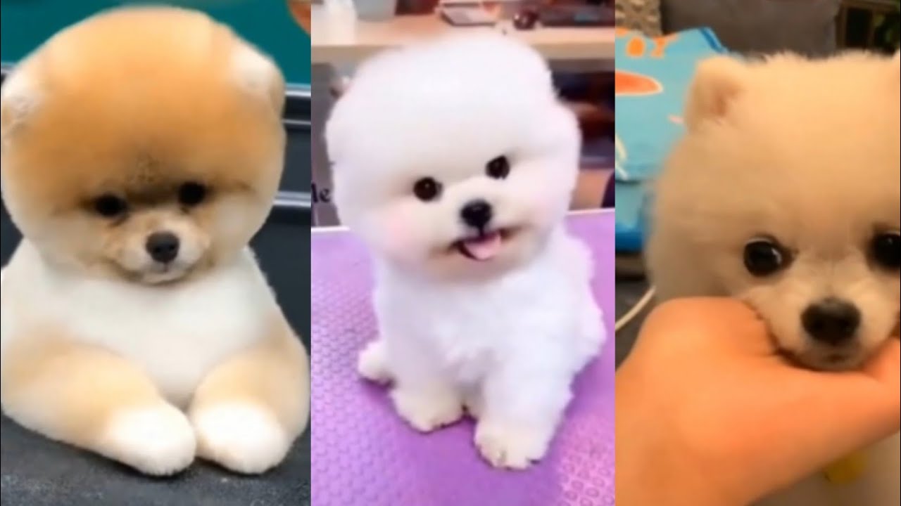 Funny puppy yummy kitty cute video clips watch sweet dogs performance