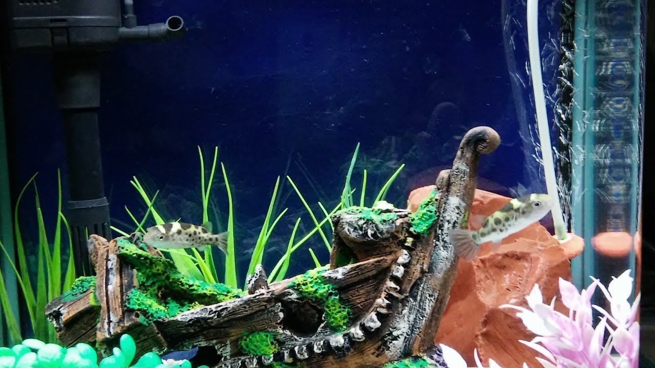 Illustration of Freshwater Bait Fish Aquarium Setup