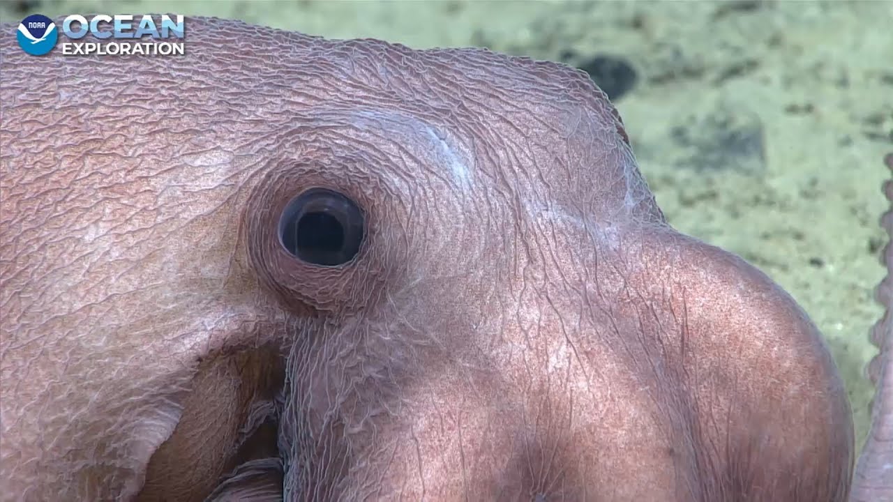 EX2306 Dive 07 Deep Discoverer Dome Aug 30 2023