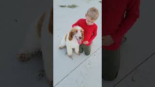 Standard Poodle Puppy, Groom & Play