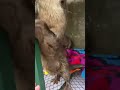 handukan #animals #surabaya #otter #zooanimals #cute #pets #otterindonesia #funny #hewanlucu #slay