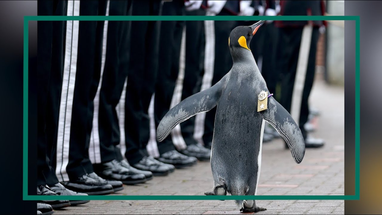 ペンギンさまのお通り ノルウェー軍のマスコット ニルス オーラヴ卿 に兵士たちも敬礼 Youtube