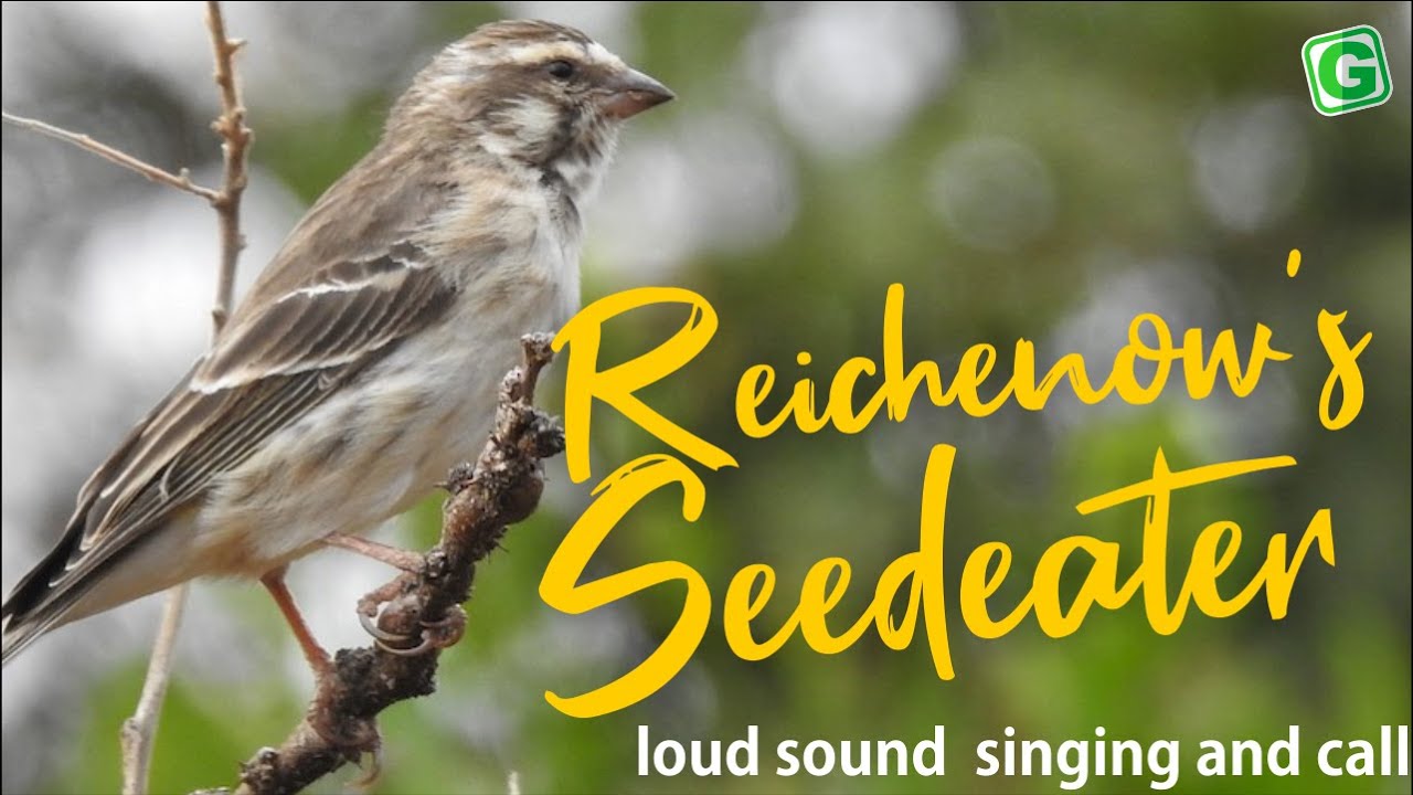 Reichenow's Seedeater Call Song And Singing