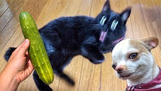 New Funny Animals😿🐶Best Funny Dogs and Cats Videos Of The Week😜Part 21