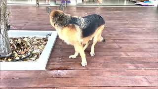 Walcott the german shepherd dog is finding a rat at his weekend house