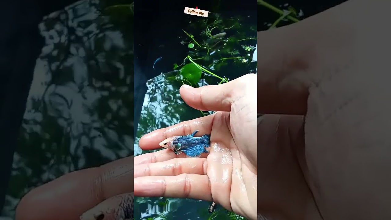 My colorful Betta Fish sorority. 🐟🐠✌️😇#betta #bettafish #fishing #fish #hihglights #fishkeeper #reel