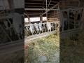 Our newest calf barn!!