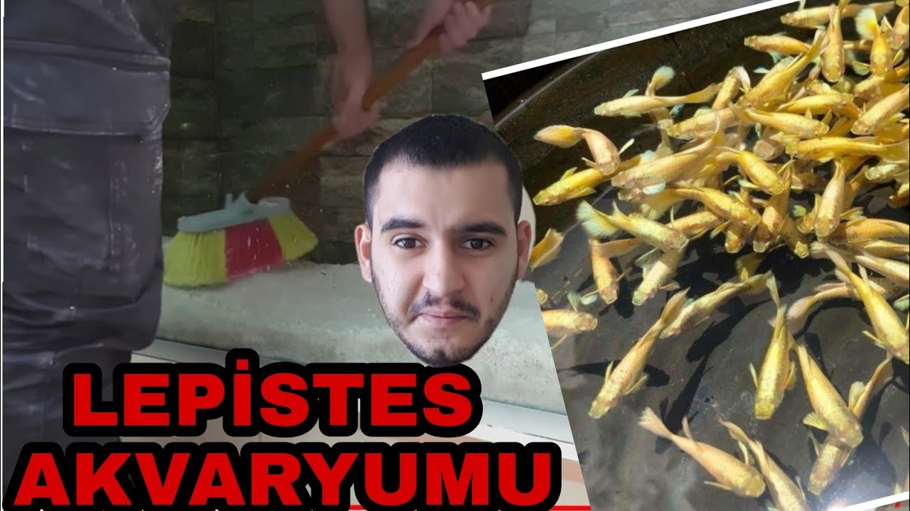 LEPİSTES AKVARYUMU NASIL OLMALI LEPİSTES AKVARYUMU